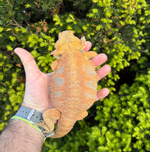 Load image into Gallery viewer, Adult High-Color Bearded Dragon (Female)
