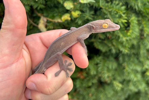 Adult White-Lined Gecko