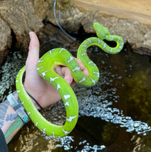 Load image into Gallery viewer, Sub-Adult Emerald Tree Boa (Female)