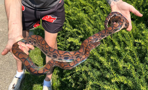 Adult Brazilian Rainbow Boa (Male 4)