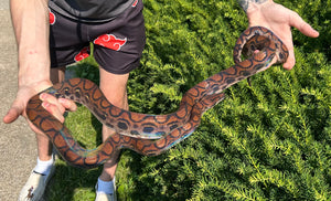 Adult Brazilian Rainbow Boa (Male 4)