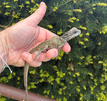 Load image into Gallery viewer, Small Sailfin Dragon (2)