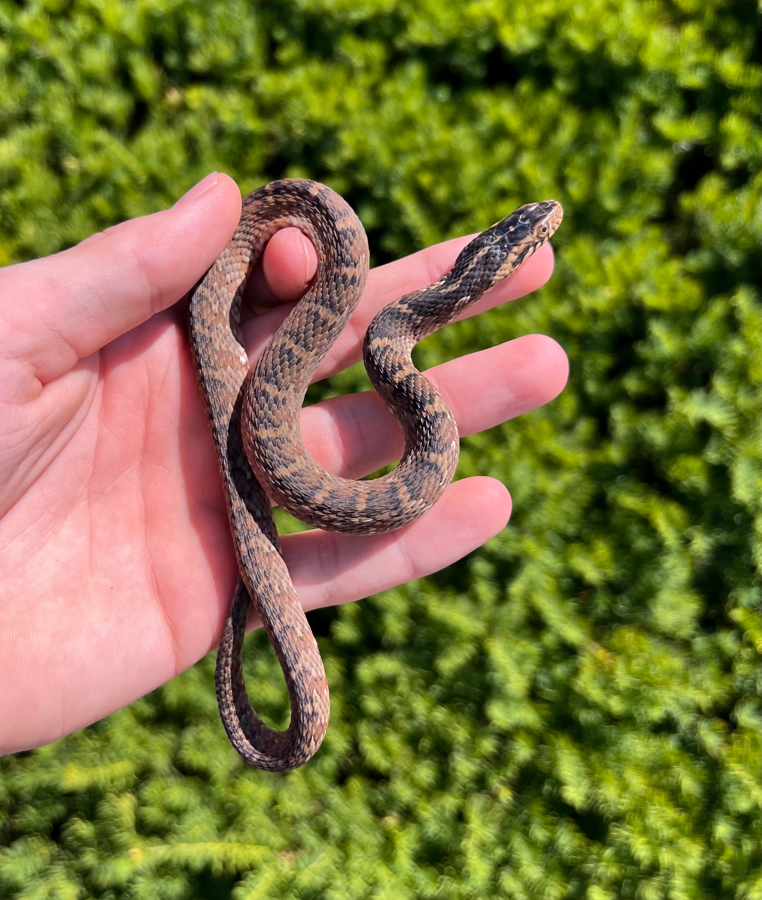Baby Banded Water Snake (Female 1) – Scales and Tails of Ohio