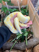 Load image into Gallery viewer, Adult Albino Ball Python (Male)