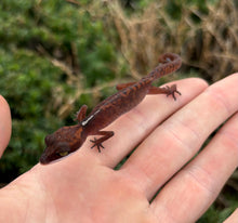 Load image into Gallery viewer, Adult Cat Eyed Gecko (Female 4)