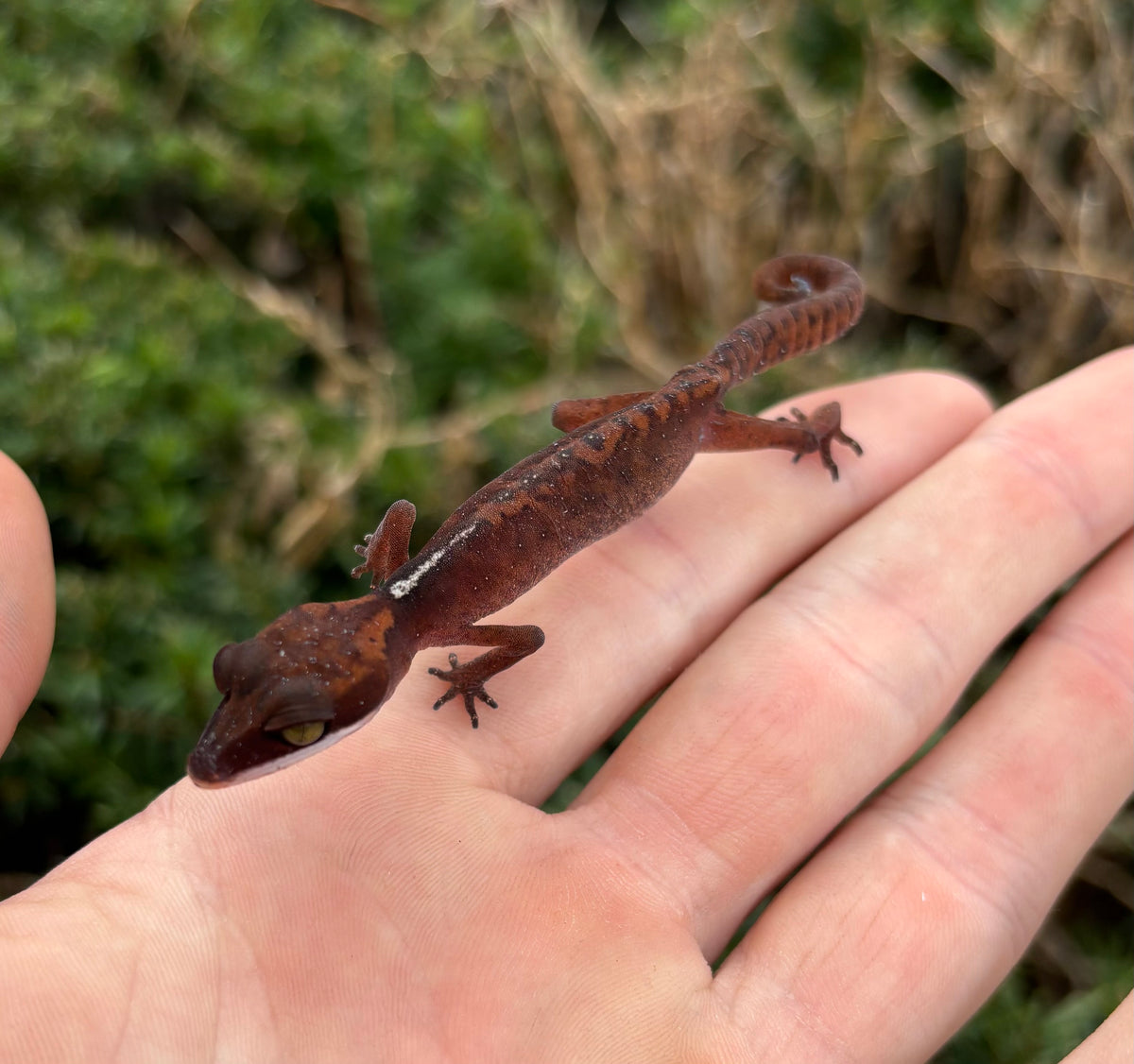 Adult Cat Eyed Gecko (Female 4) – Scales and Tails of Ohio