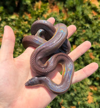 Load image into Gallery viewer, 1.1 Adult New World Burrowing Python