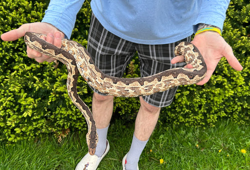 Adult Solomon Island Ground Boa (Poss. Gravid Female 1)