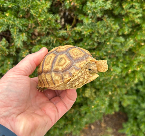 4”-5” Sulcata Tortoise (3)
