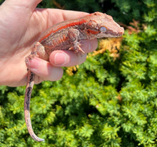 Load image into Gallery viewer, Adult Red Stripe Gargoyle Gecko (Male 1)