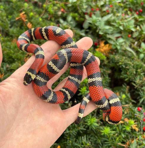Juvenile Stuart’s Milksnake (Male)