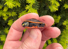 Load image into Gallery viewer, Baby Pink-Bellied Sideneck Turtle