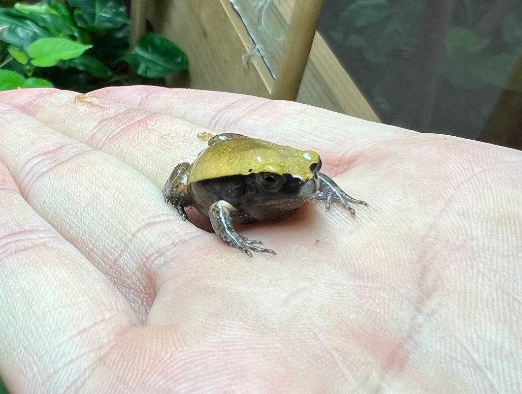 Baby Tomato Frog