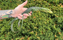 Load image into Gallery viewer, Adult Green Tree Monitor (Male)