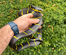 Load image into Gallery viewer, Adult Malaysian Mangrove Snake (Male 1)