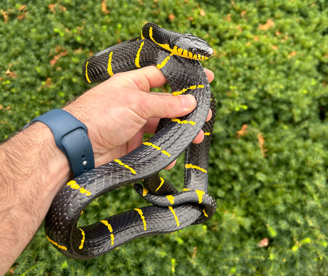 Adult Malaysian Mangrove Snake (Male 1)