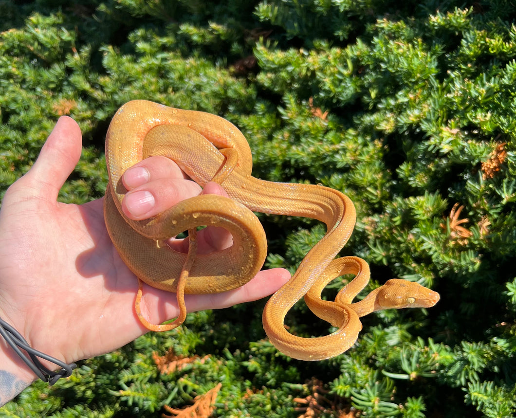 ‘Patternless’ Amazon Tree Boa (Male 6)
