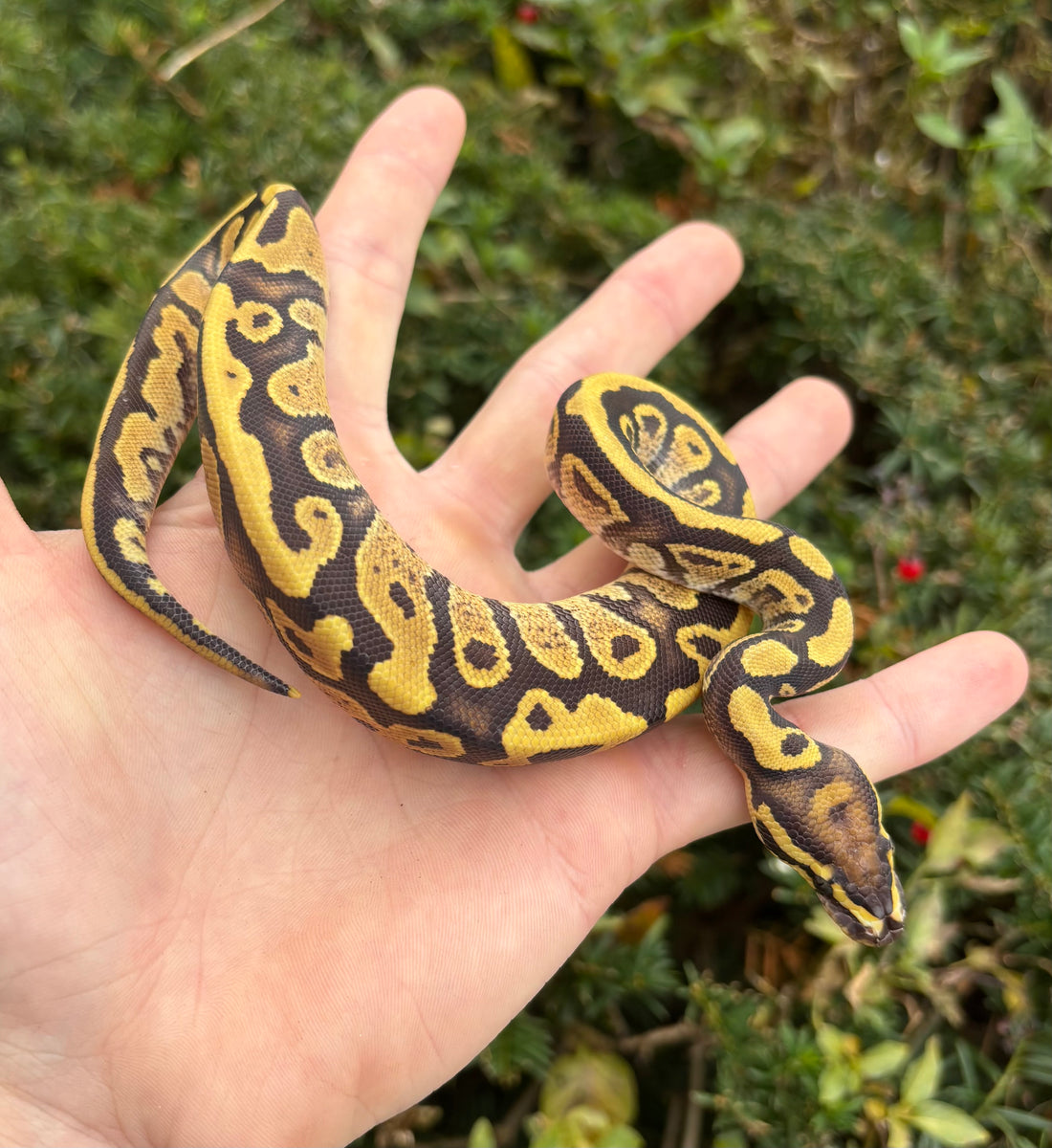 Baby Fire Ball Python – Scales and Tails of Ohio