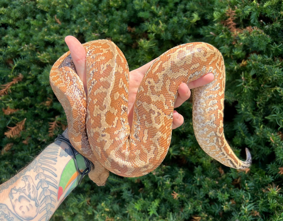 Sub-Adult Batik Blood Python (Male) – Scales and Tails of Ohio
