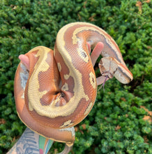 Load image into Gallery viewer, Adult Striped Blood Python (Male)