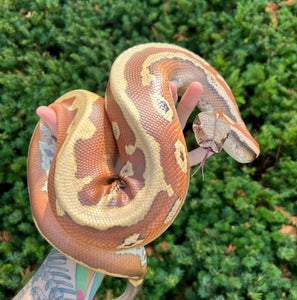 Adult Striped Blood Python (Male)