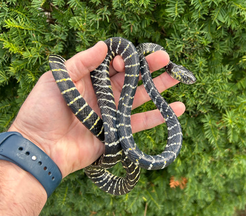 Sub-Adult Sulawesi Mangrove Snake (Male 1)