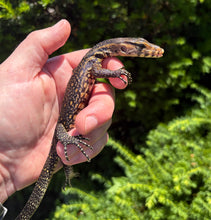 Load image into Gallery viewer, Baby Sulawesi Water Monitor (3)