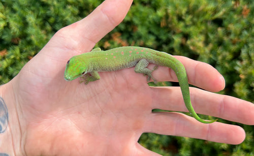 Koch’s Day Gecko