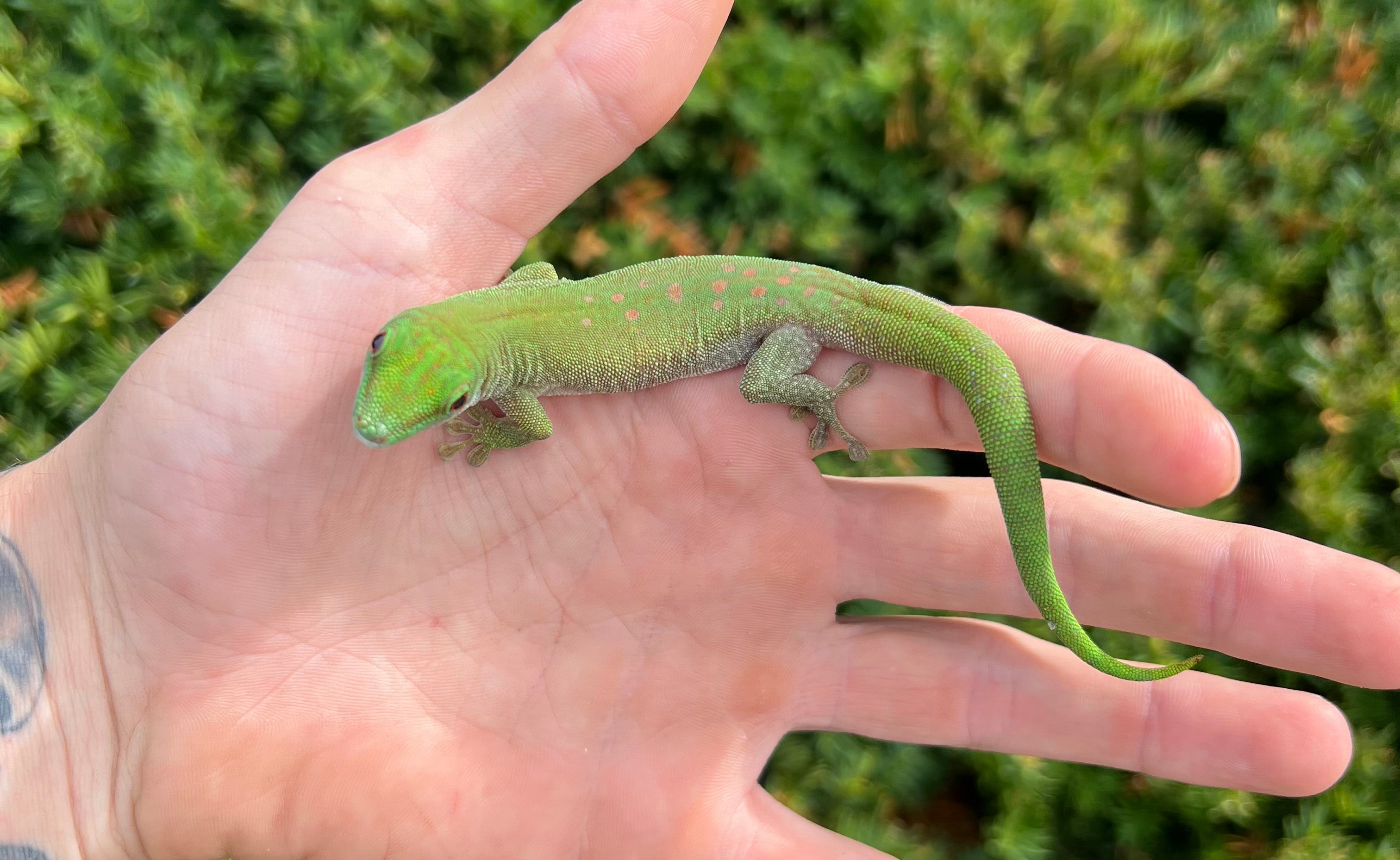 Koch's Day Gecko – Scales and Tails of Ohio