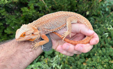 Load image into Gallery viewer, Sub-Adult Red Dunner Bearded Dragon (Male)