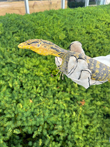 Sub-Adult Yellow-Headed Water Monitor(Female)