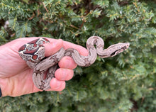 Load image into Gallery viewer, Baby Guyana Boa (Female 3)