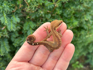 Adult Malaysian Cat Eyed Gecko (Female 2)