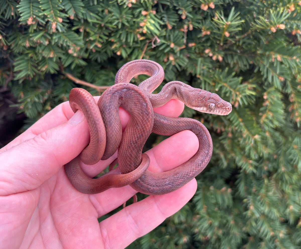 Small Red Python's Small ‘High-Red’ Merauke Scrub Python (Female 1) – Scales and Tails of Ohio