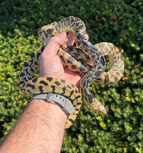 Load image into Gallery viewer, Adult Bullsnake Snake (Male)