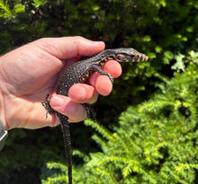 Load image into Gallery viewer, Baby Sulawesi Water Monitor (4)