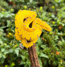 Load image into Gallery viewer, Baby Cyclops Mnt Green Tree Python (2)