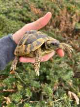Load image into Gallery viewer, Adult Hermann’s Tortoise
