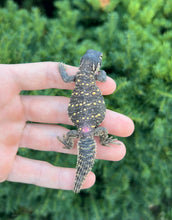 Load image into Gallery viewer, Baby Saudi Arabian Giant Uromastyx (3)