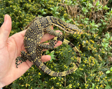 Load image into Gallery viewer, Small Asian Water Monitor (2)