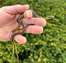 Load image into Gallery viewer, Baby Striped Bronzeback Snake