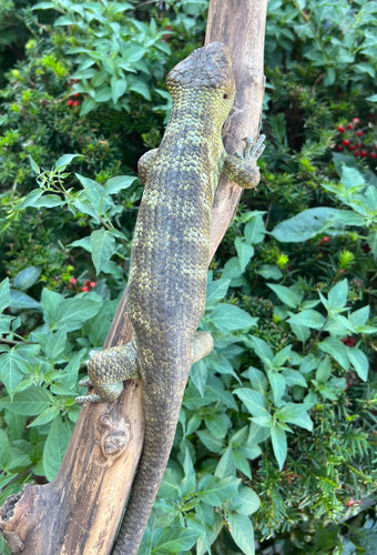 Adult Monkey-Tailed Skink (Male 1)