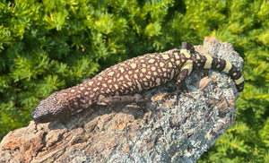 Baby Rio-Fuerte Beaded Lizard (1)