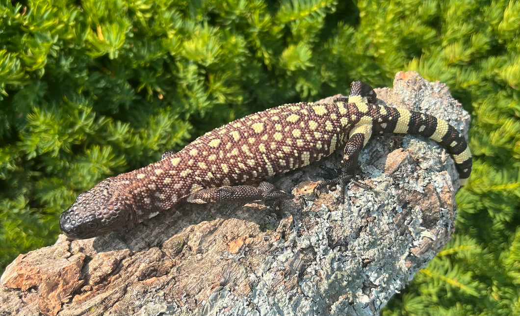 Baby Rio-Fuerte Beaded Lizard (1)