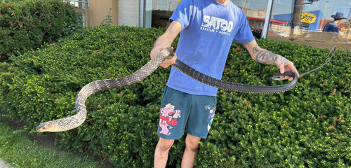 Sub-Adult Greater Keeled Ratsnake
