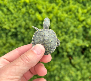 Baby Peacock Slider