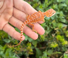 Load image into Gallery viewer, Baby High-Red Bearded Dragon