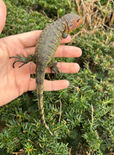 Load image into Gallery viewer, Small Caiman Lizard (1)