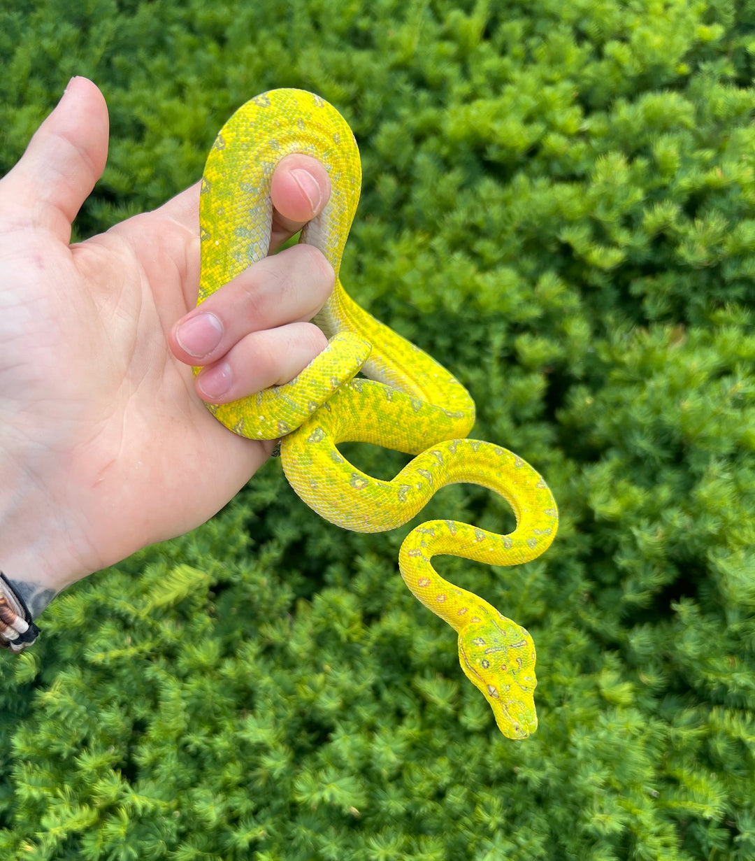 Green Tree Pythons – Page 2 – Scales and Tails of Ohio