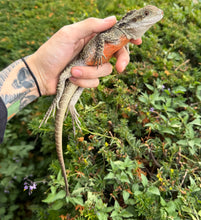 Load image into Gallery viewer, 1.1 Sub-Adult Australian Water Dragon